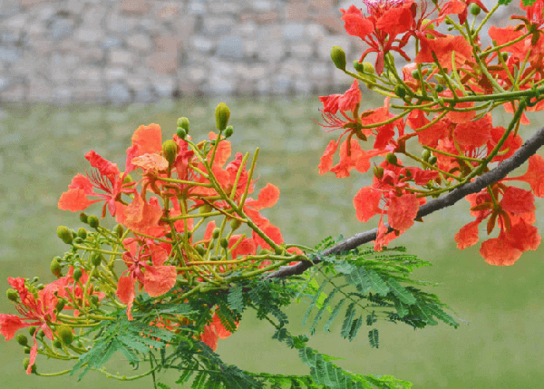 Hình hoa phượng mùa hè