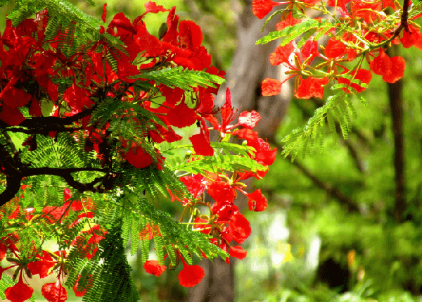 Hình ảnh mùa hè và hoa phượng