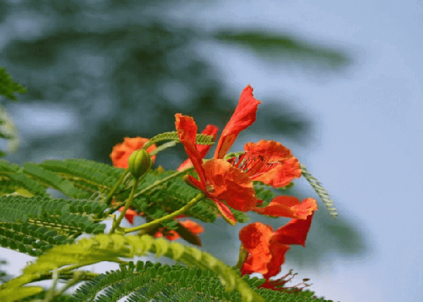 Ảnh hoa phượng nở khi vào hè