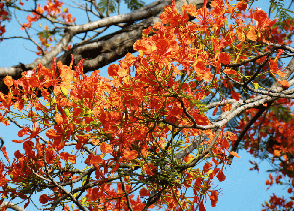 Hình ảnh hoa phượng mùa hè