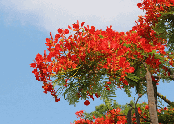 Hình ảnh hoa phượng đẹp