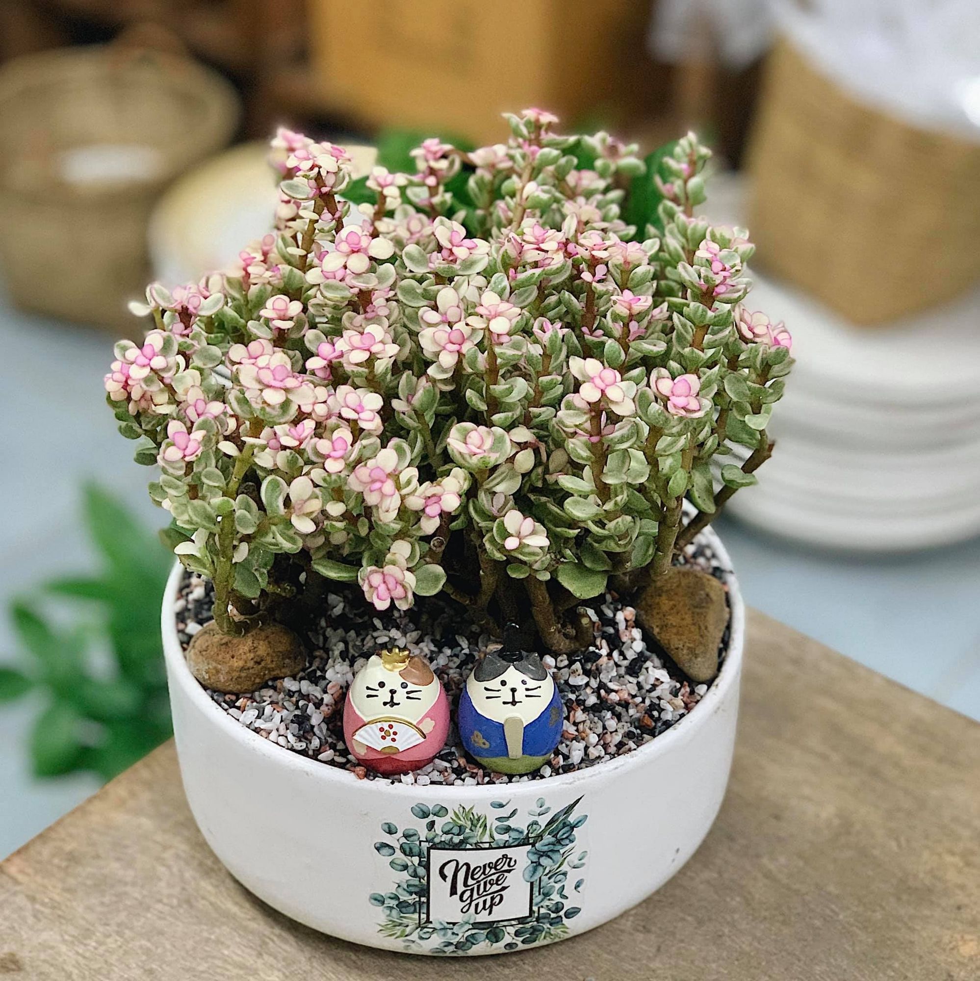 Sen đá đô la hồng