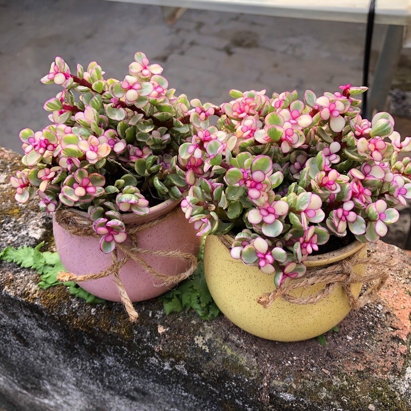 Sen đá đô la hồng