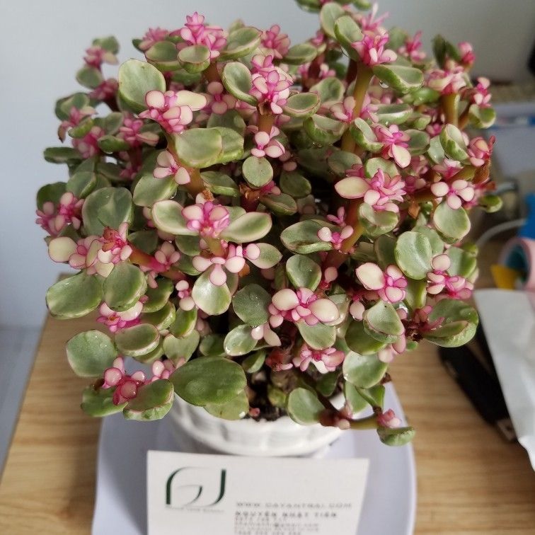 Sen đá đô la hồng