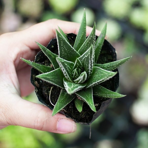 Sen đá móng rồng