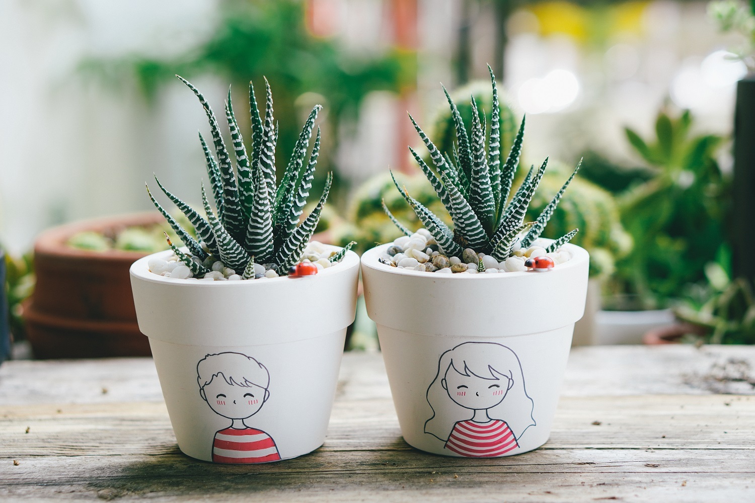 Sen đá móng rồng