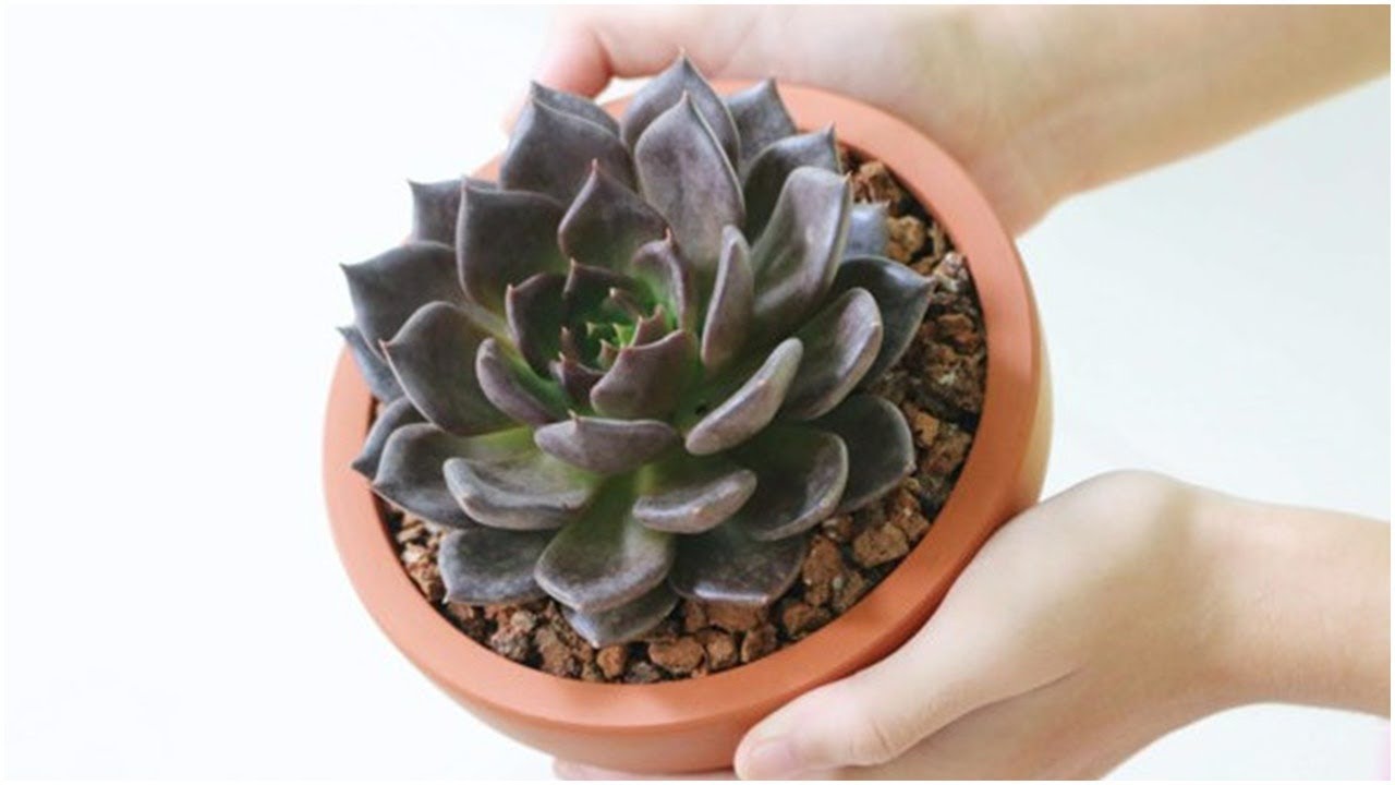 Cách trồng, chăm sóc và nhân giống sen đá nâu Cách trồng, chăm sóc và nhân giống sen đá nâu