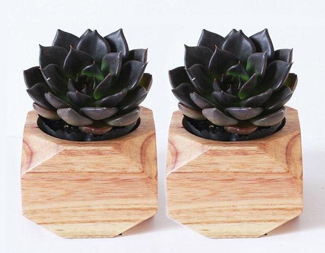 Ý nghĩa của sen đá nâu socola Ý nghĩa của sen đá nâu socola