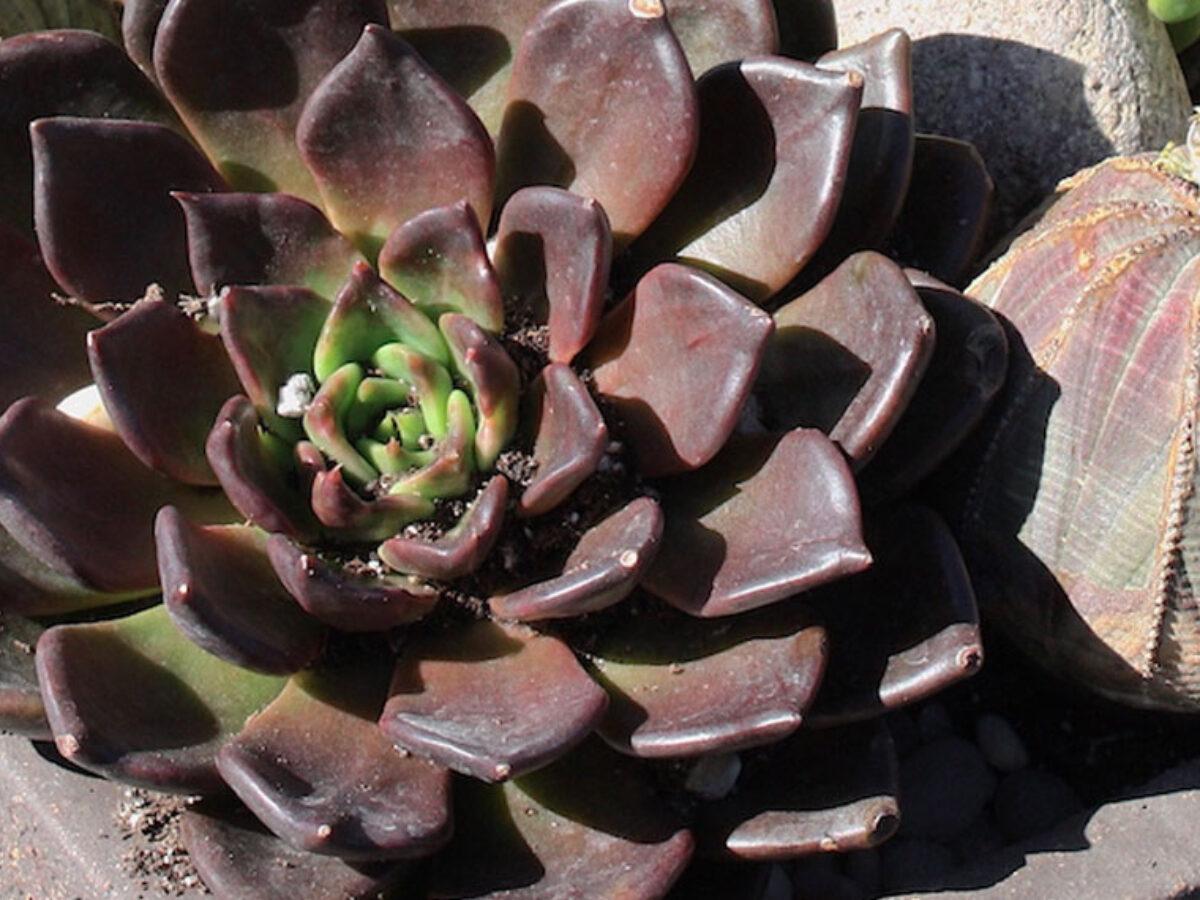 Nên bày cây sen đá màu nâu ở đâu? Nên bày cây sen đá màu nâu ở đâu?