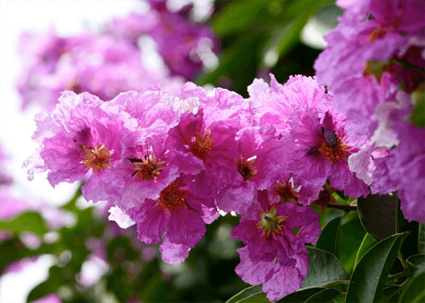 Hình ảnh hoa bằng lăng đẹp Hình ảnh hoa bằng lăng đẹp