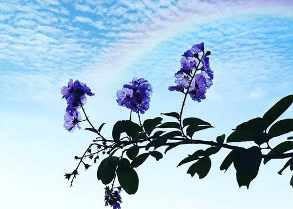 Ảnh hoa bằng lăng đẹp Ảnh hoa bằng lăng đẹp