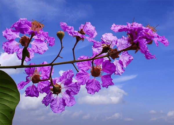 Ảnh hoa bằng lăng tím trên nền trời xanh Ảnh hoa bằng lăng tím trên nền trời xanh