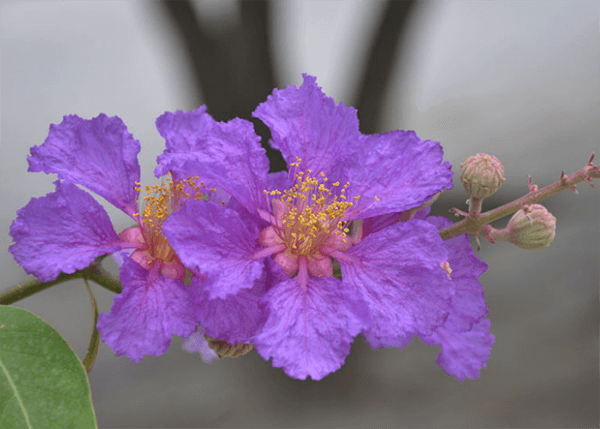 Hình ảnh cận cảnh vẻ đẹp của hoa bằng lăng tím Hình ảnh cận cảnh vẻ đẹp của hoa bằng lăng tím