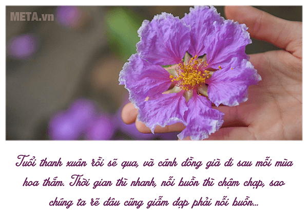 Ảnh hoa bằng lăng với trích dẫn ý nghĩa Ảnh hoa bằng lăng với trích dẫn ý nghĩa