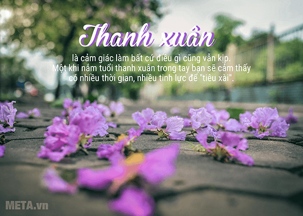 Ảnh hoa bằng lăng với trích dẫn ý nghĩa Ảnh hoa bằng lăng với trích dẫn ý nghĩa