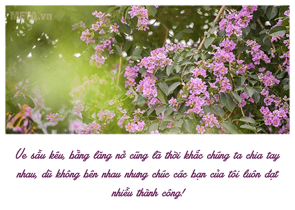 Ảnh hoa bằng lăng với trích dẫn ý nghĩa Ảnh hoa bằng lăng với trích dẫn ý nghĩa