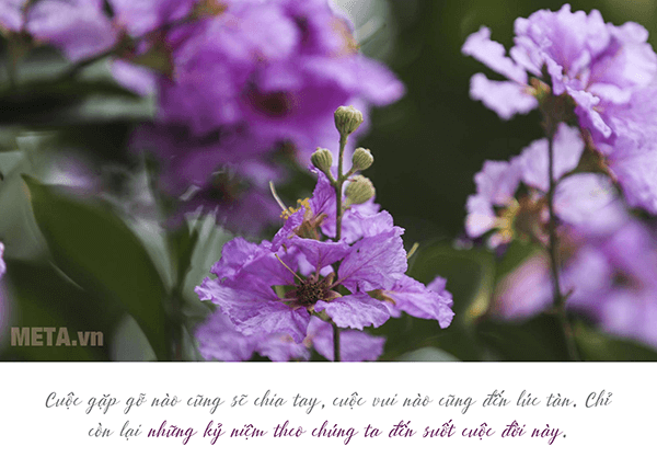 Hình ảnh hoa bằng lăng tím đẹp Hình ảnh hoa bằng lăng tím đẹp