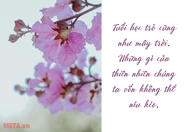 Hình ảnh hoa bằng lăng tím đẹp hình ảnh hoa bằng lăng tím đẹp