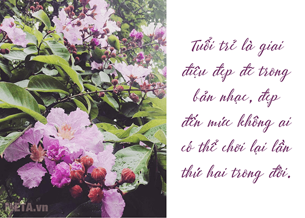 Hình ảnh hoa bằng lăng tím đẹp hình ảnh hoa bằng lăng tím đẹp