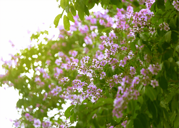 Ảnh hoa bằng lăng đẹp thơ mộng Ảnh hoa bằng lăng đẹp thơ mộng