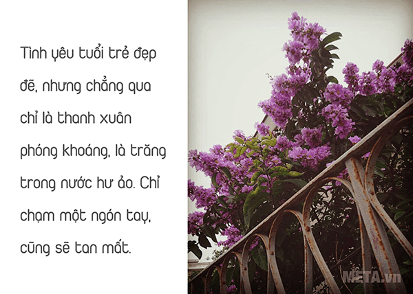 Hình ảnh hoa bằng lăng tím đẹp hình ảnh hoa bằng lăng tím đẹp