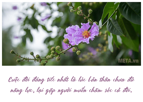 Hình ảnh hoa bằng lăng tím đẹp hình ảnh hoa bằng lăng tím đẹp