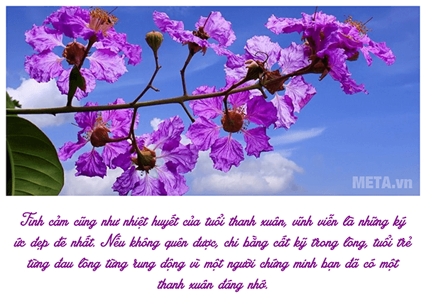 Ảnh hoa bằng lăng với trích dẫn ý nghĩa Ảnh hoa bằng lăng với trích dẫn ý nghĩa