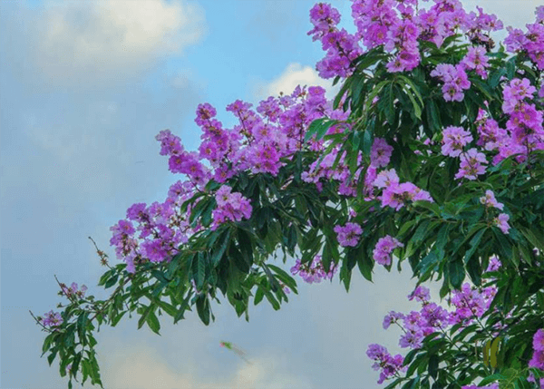 Nét trữ tình toát lên từ sắc tím của hoa bằng lăng Nét trữ tình toát lên từ sắc tím của hoa bằng lăng