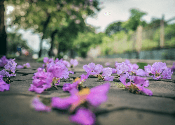 Ảnh hoa bằng lăng buồn Ảnh hoa bằng lăng buồn