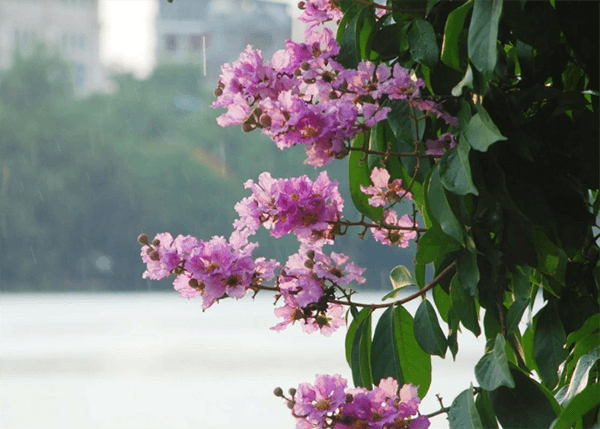 Hình ảnh cây hoa bằng lăng tím Hình ảnh cây hoa bằng lăng tím