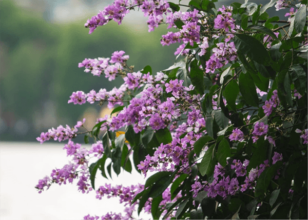 Một góc bằng lăng tím trên đường phố Hà Nội Một góc bằng lăng tím trên đường phố Hà Nội