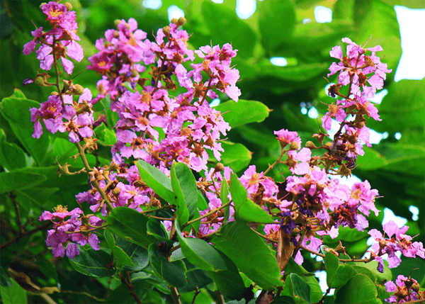 Hoa bằng lăng tím nở rộ mỗi dịp vào hè Hoa bằng lăng tím nở rộ mỗi dịp vào hè