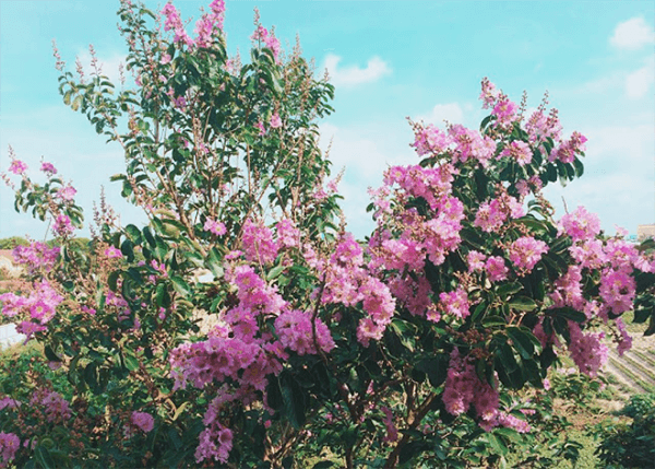 Hình ảnh cây bằng lăng Hình ảnh cây bằng lăng