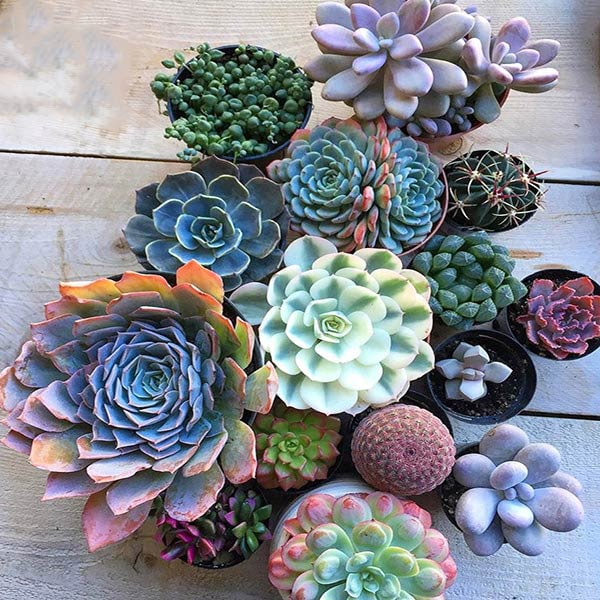 Hướng dẫn cách trồng sen đá bằng hạt đơn giản, chi tiết nhất