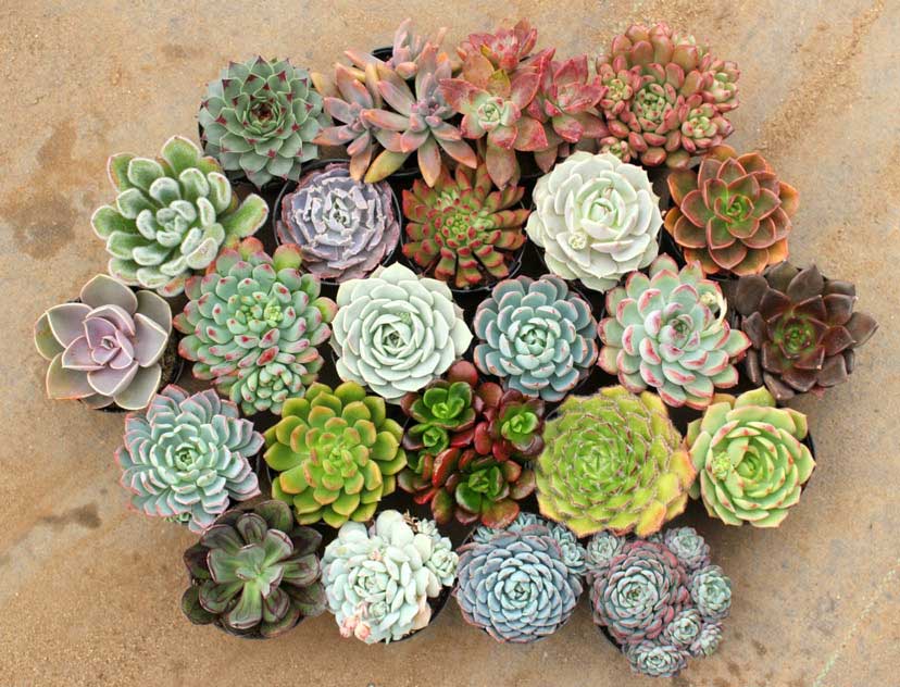 Cách chăm sóc sen đá