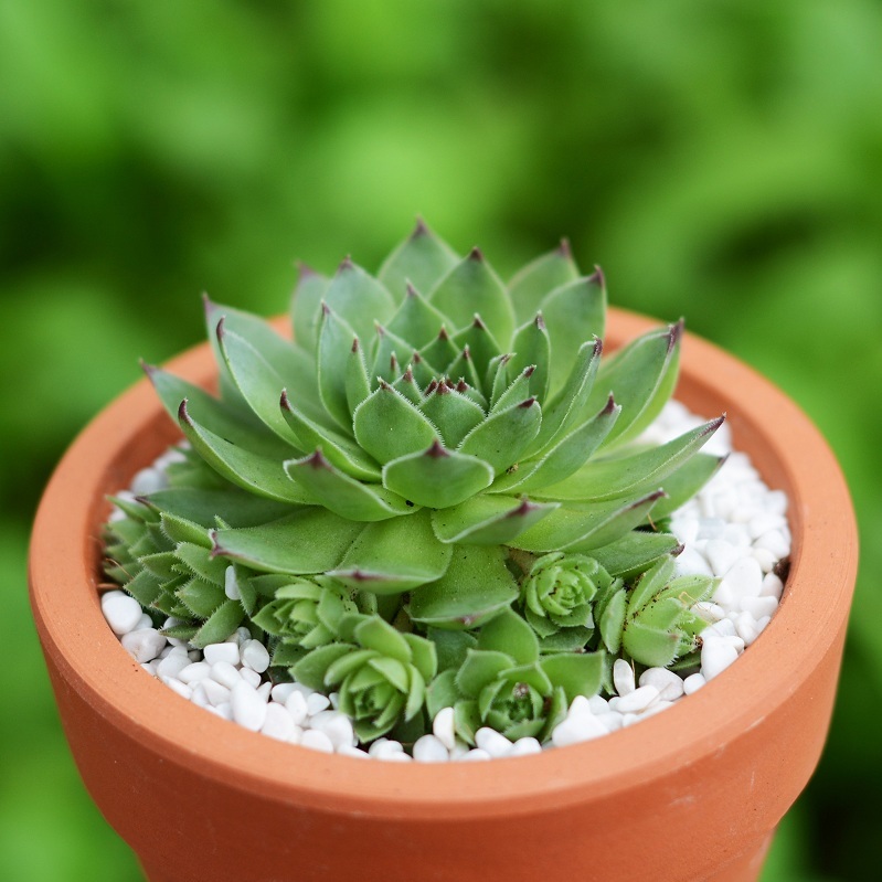 Chăm sóc sen đá hoa hồng