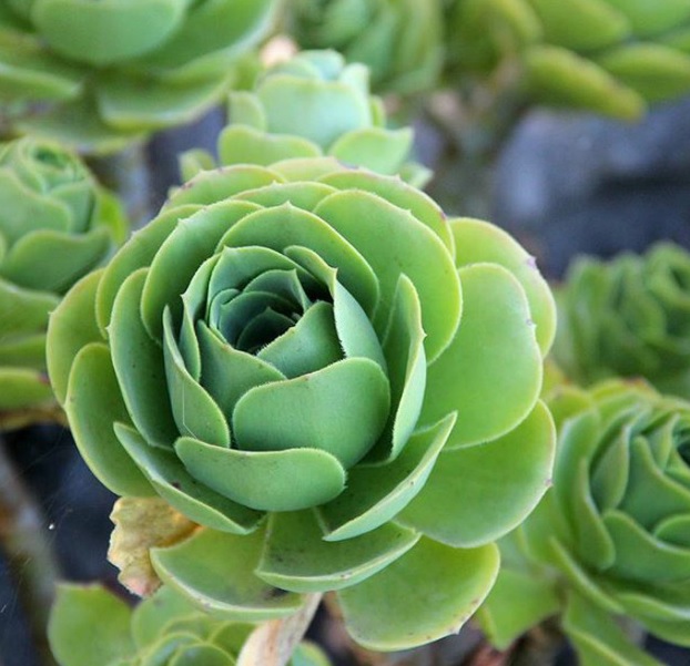 Sen đá hoa hồng xanh