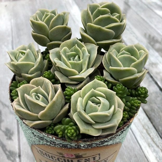 Sen đá hoa hồng Hà Lan