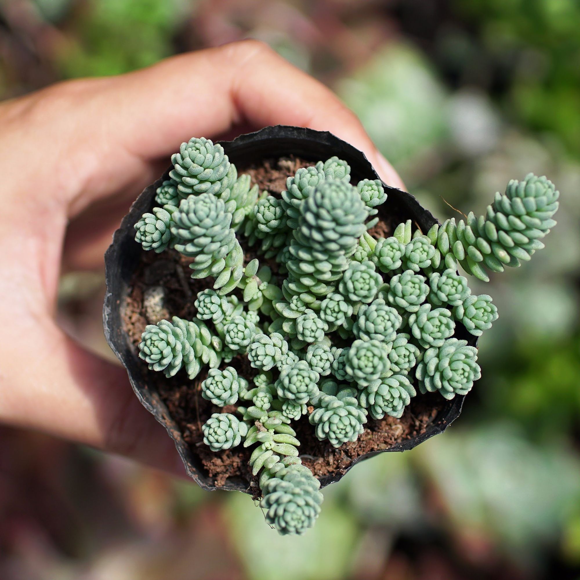 Sen đá sedum hoa hồng