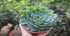 Các loại sen đá hoa hồng, ý nghĩa, cách trồng và chăm sóc