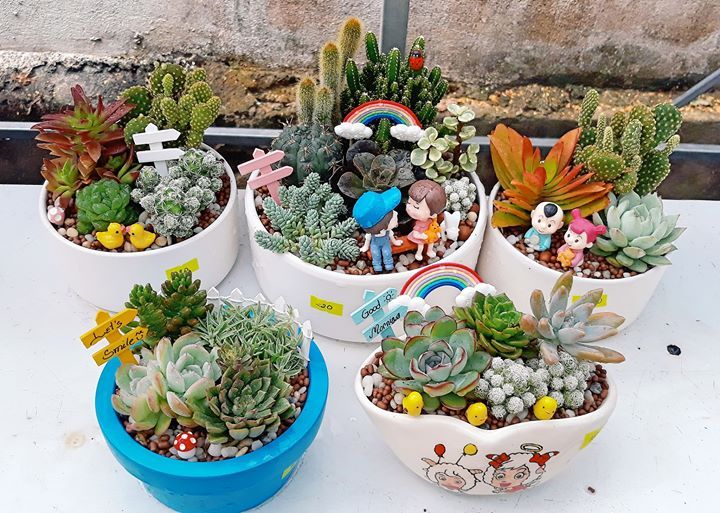Tiểu cảnh sen đá là gì? Cách làm tiểu cảnh sen đá như thế nào?
