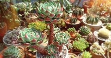 Tên và ý nghĩa các loại sen đá đẹp nhất hiện nay