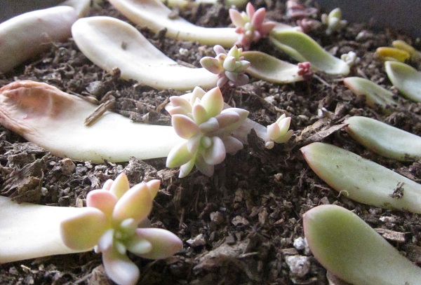 Cách trồng sen đá bằng lá