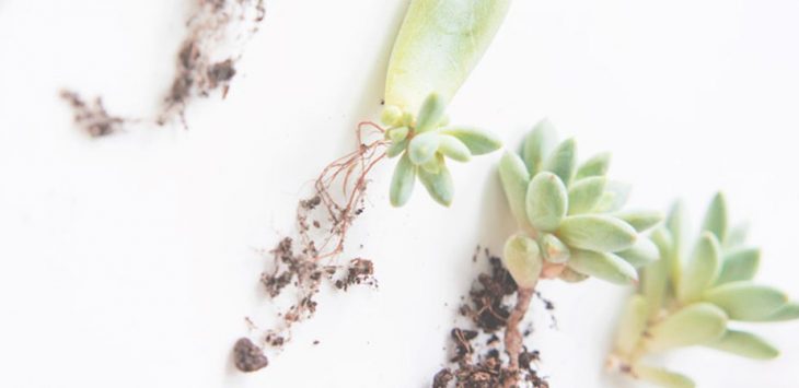 Ươm sen đá bằng lá