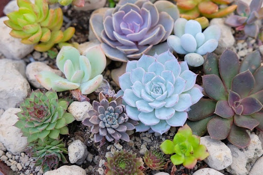 Cách trồng hoa đá bằng lá