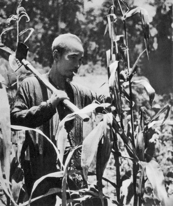 Ảnh Hồ Chí Minh làm ruộng Ảnh Hồ Chí Minh làm ruộng