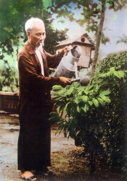 Hình ảnh Bác Hồ chăm sóc cây cối Hình ảnh Bác Hồ chăm sóc cây cối