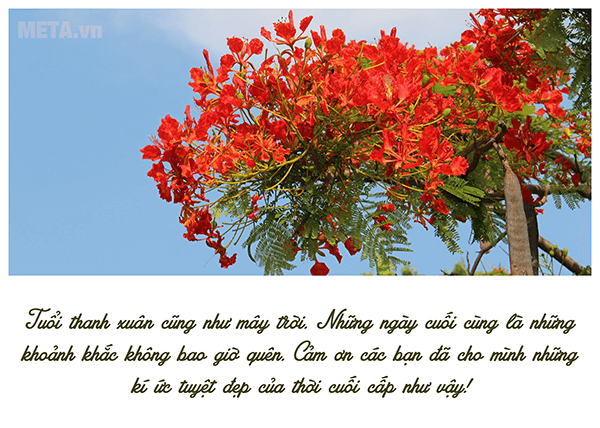 Hình ảnh đẹp về hoa phượng vĩ