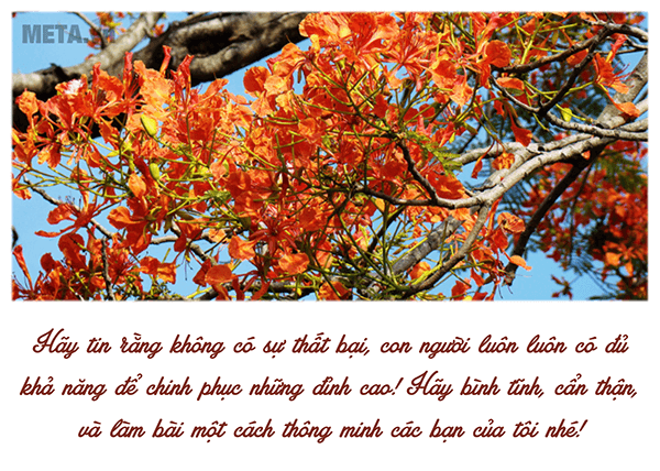 Ảnh hoa phượng và lời chúc thi tốt