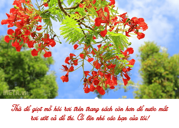 Hình ảnh hoa phượng đẹp và ý nghĩa